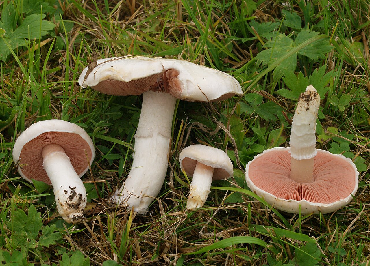 Carpophore en place en milieu herbeux