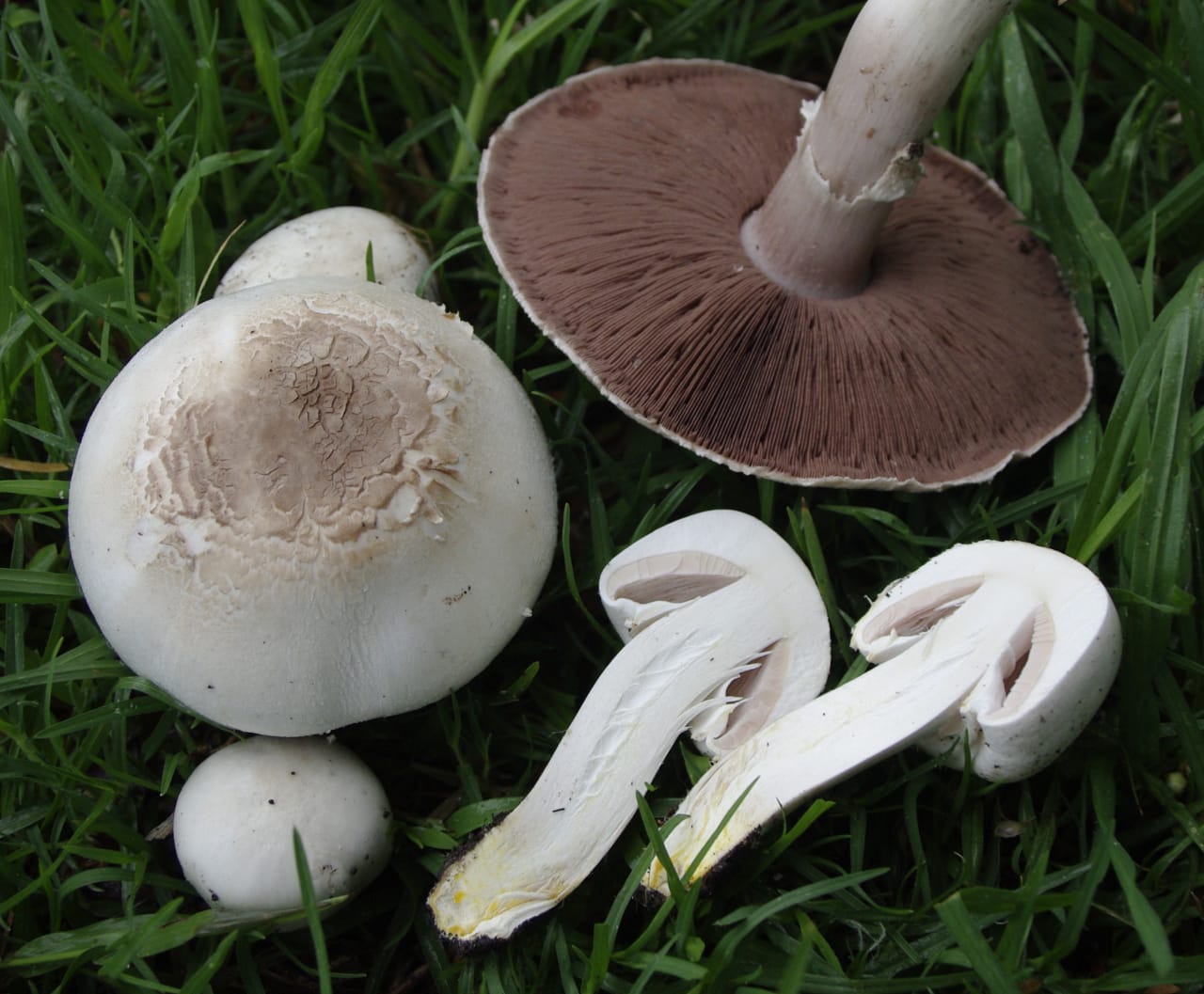 Agaric jaunissant (Agaricus xanthodermus)