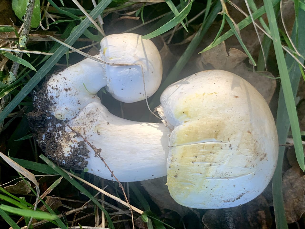 Agaric jaunissant (Agaricus xanthodermus)