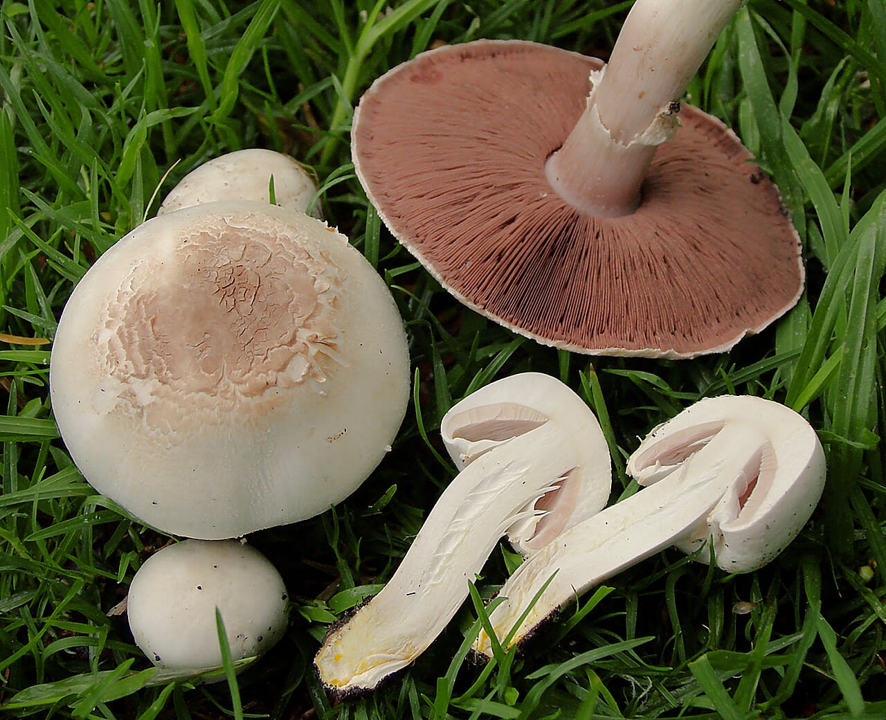 Carpophores en place, chapeaux blancs et base du pied bulbeuse