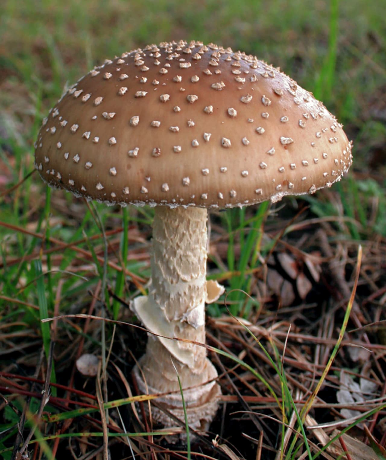 Carpophore en place, verrues blanches et marge striée du chapeau