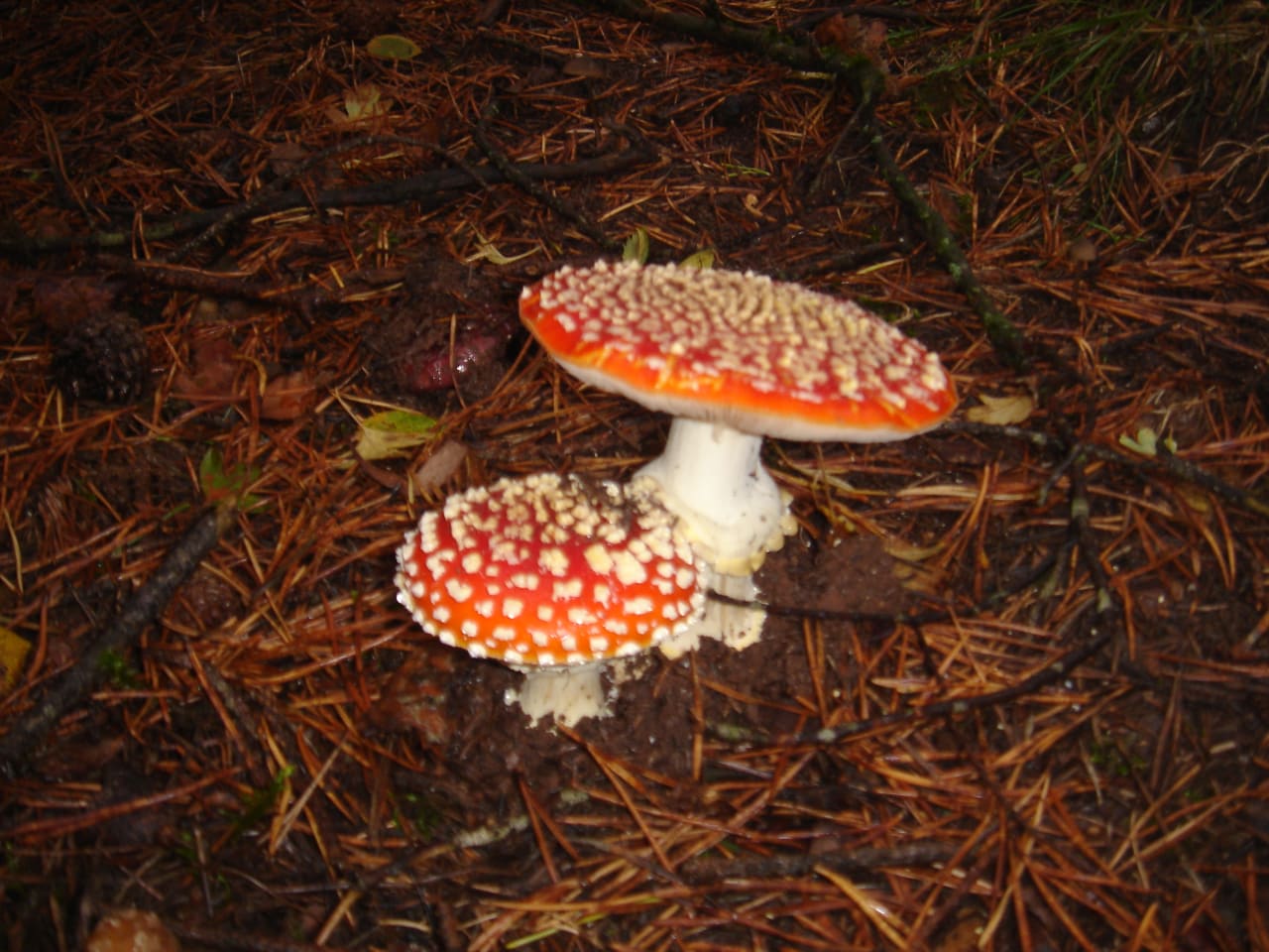 Amanite tue-mouches (Amanita muscaria)