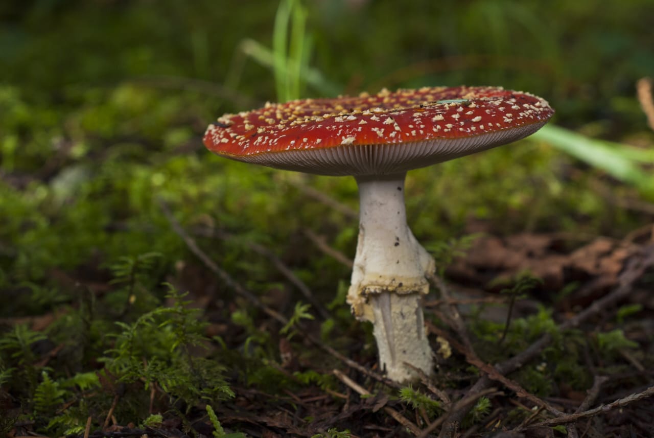 Amanite tue-mouches (Amanita muscaria)