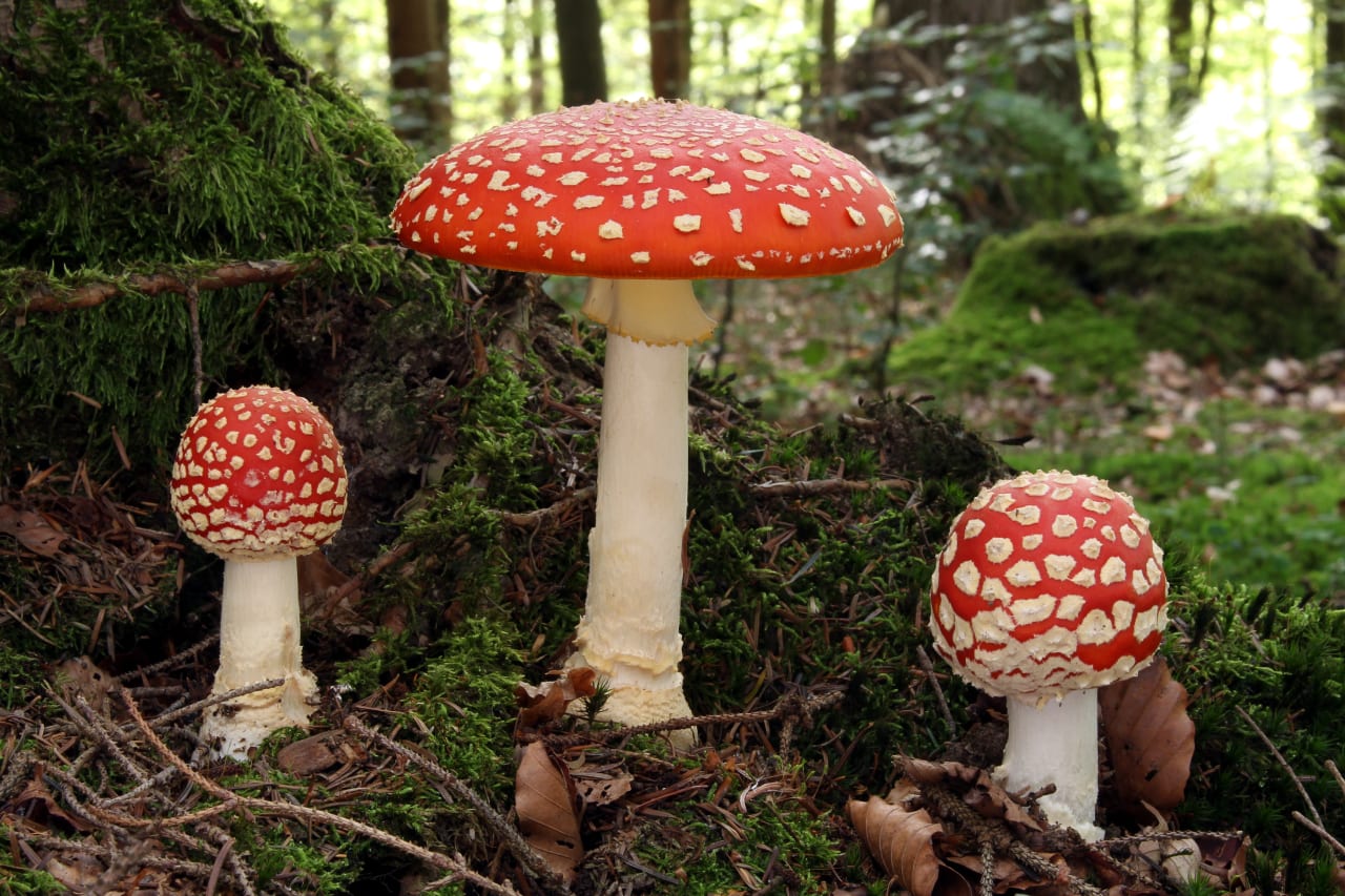 Trois exemplaires d'âges différents : chapeau rouge couvert de flocons blancs, anneau et pied blancs, base bulbeuse