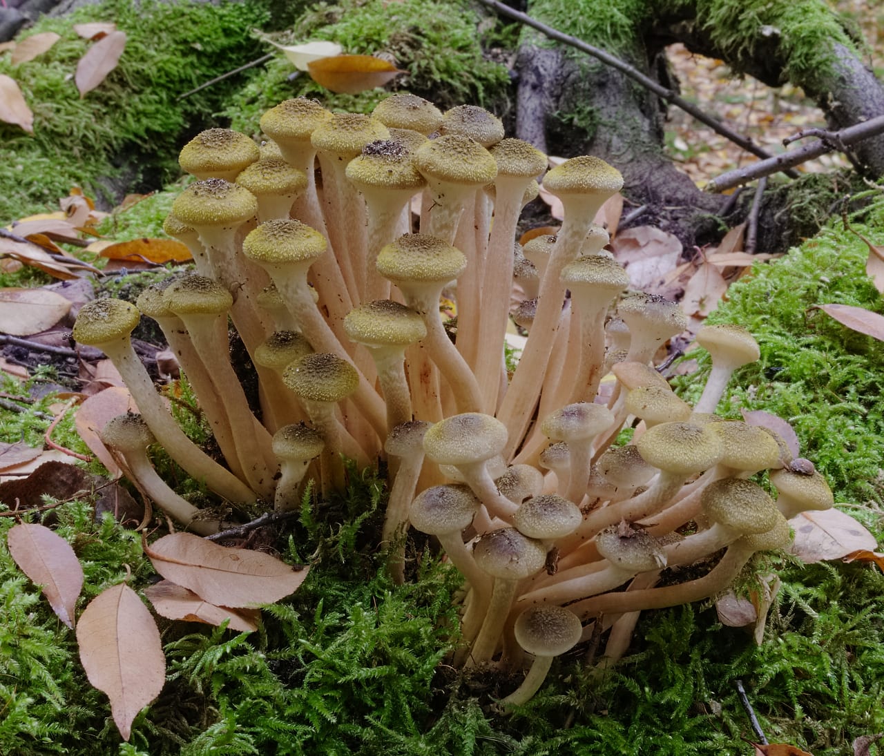 Armillaire couleur de miel (Armillaria mellea)