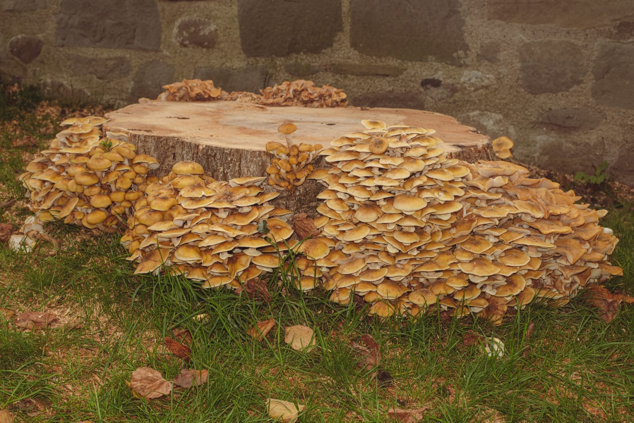 Armillaire couleur de miel (Armillaria mellea)