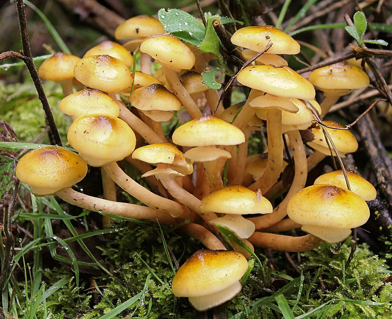 Touffe au pied d'un arbre, chapeaux couleur miel à méchules sombres