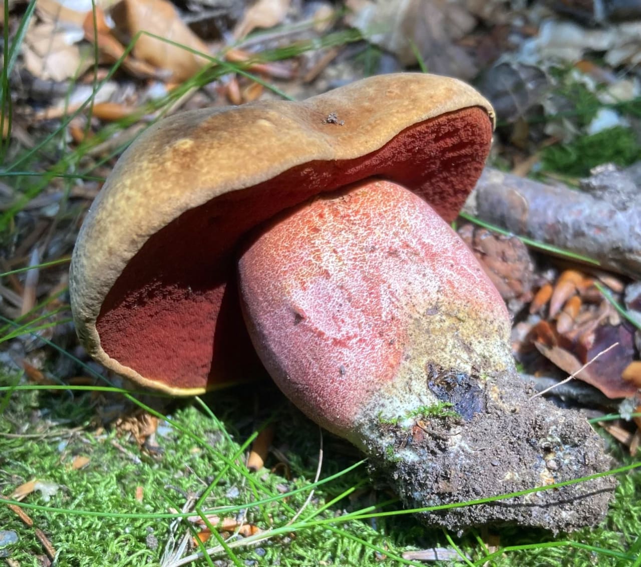 Bolet à pied rouge (Neoboletus erythropus)