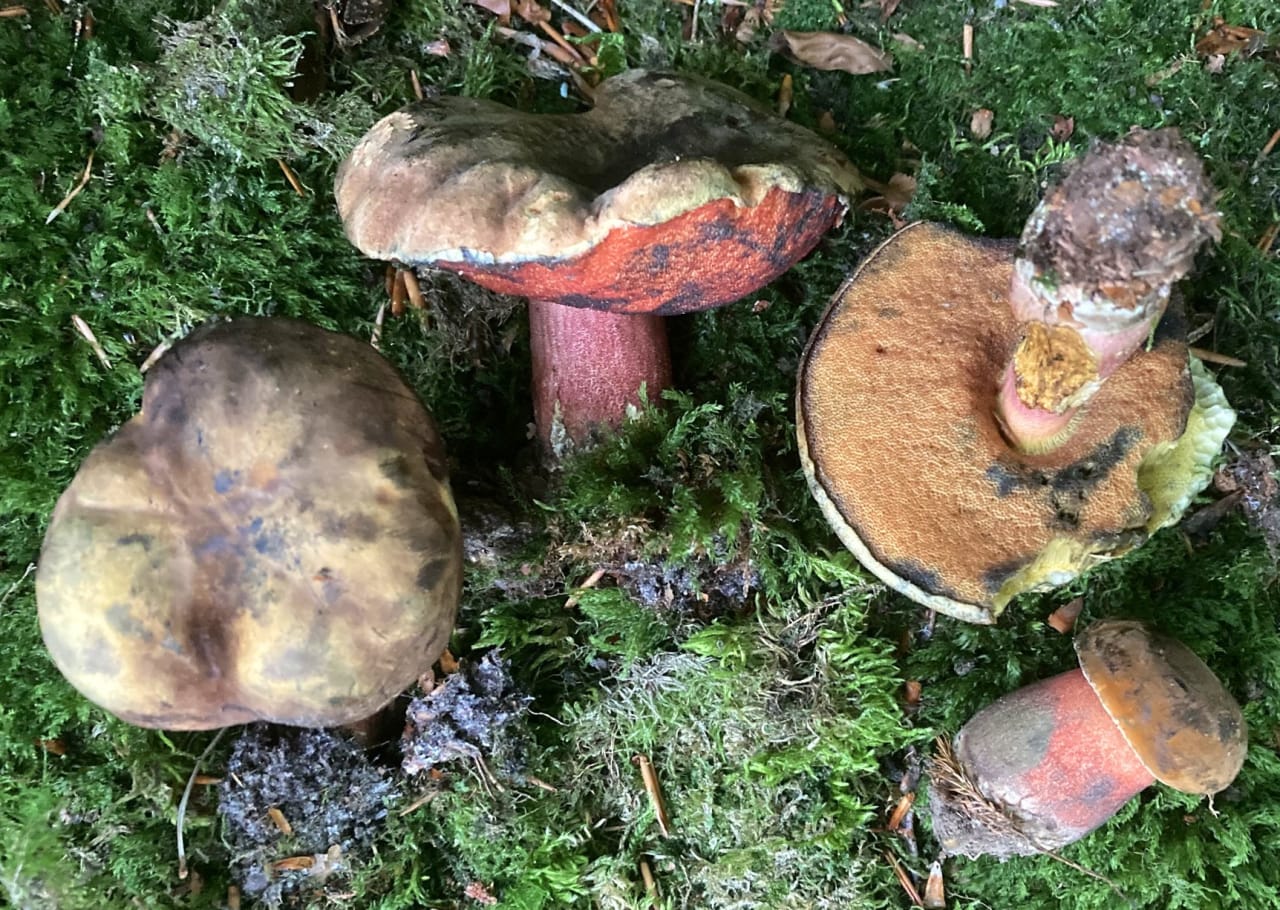 Bolet à pied rouge (Neoboletus erythropus)