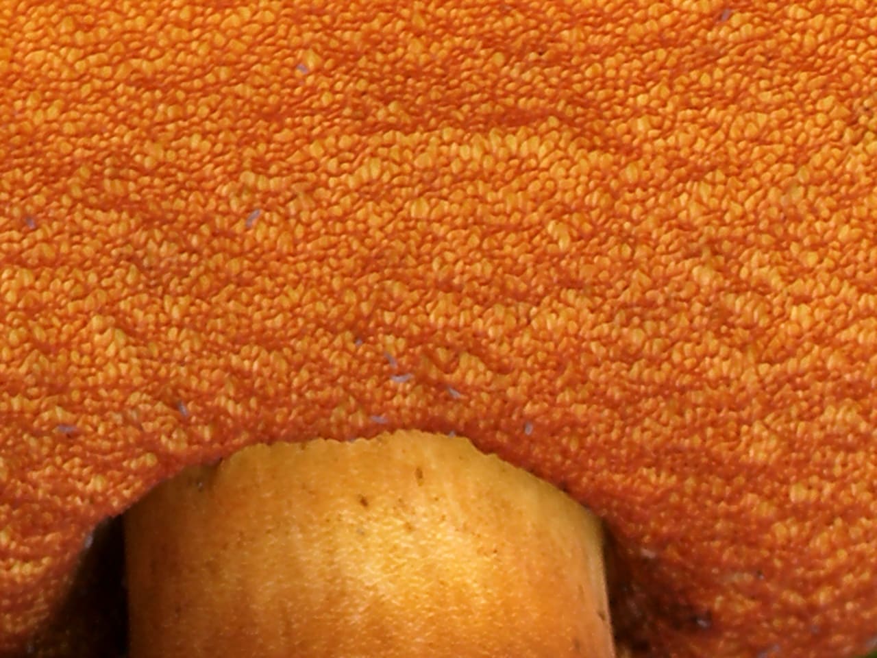 Face inférieure, pores rouges et ponctuations du pied