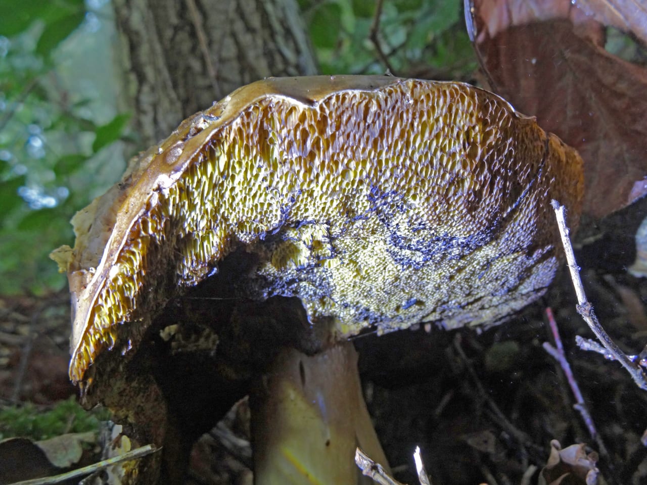Bolet bai (Imleria badia)