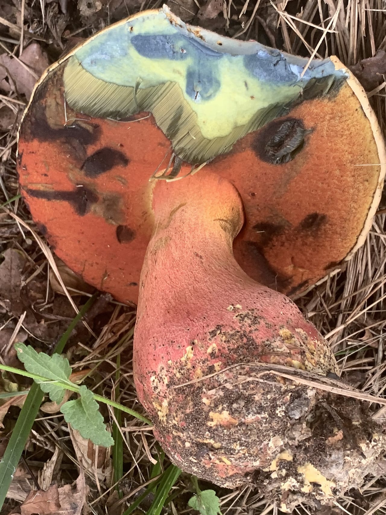 Bolet de Satan (Rubroboletus satanas)