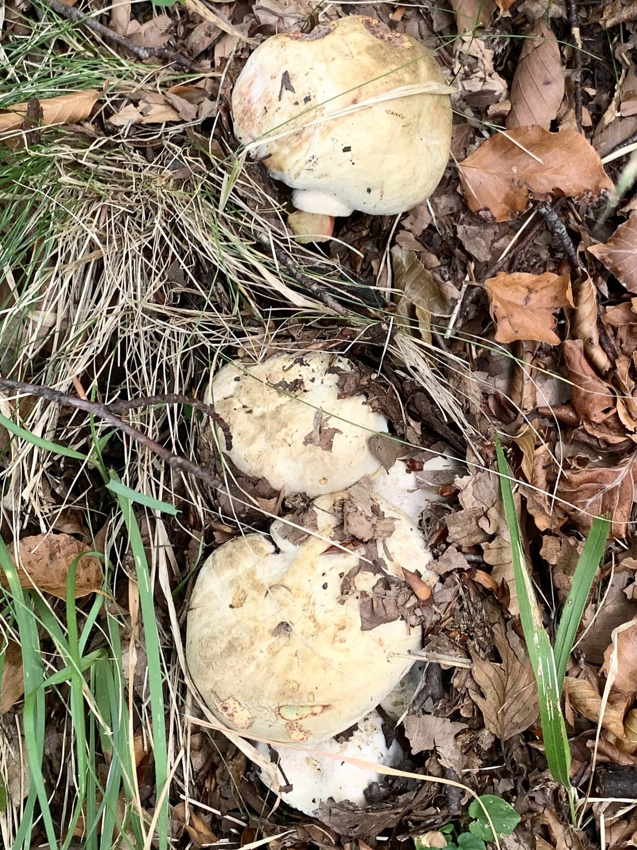 Bolet de Satan (Rubroboletus satanas)