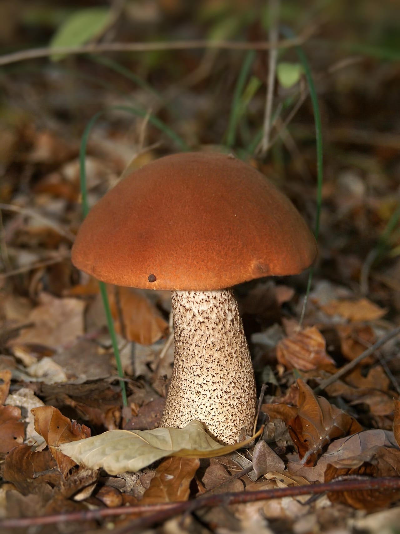 Bolet orangé (Leccinum aurantiacum)