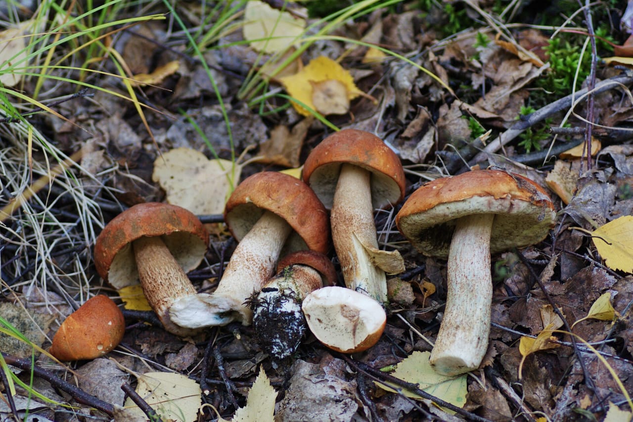 Bolet orangé (Leccinum aurantiacum)