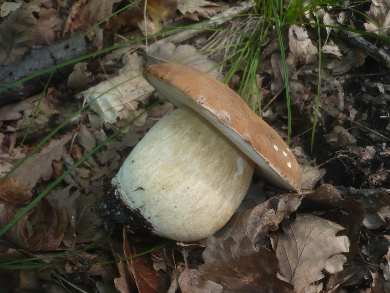 Cèpe d'été (Boletus reticulatus)