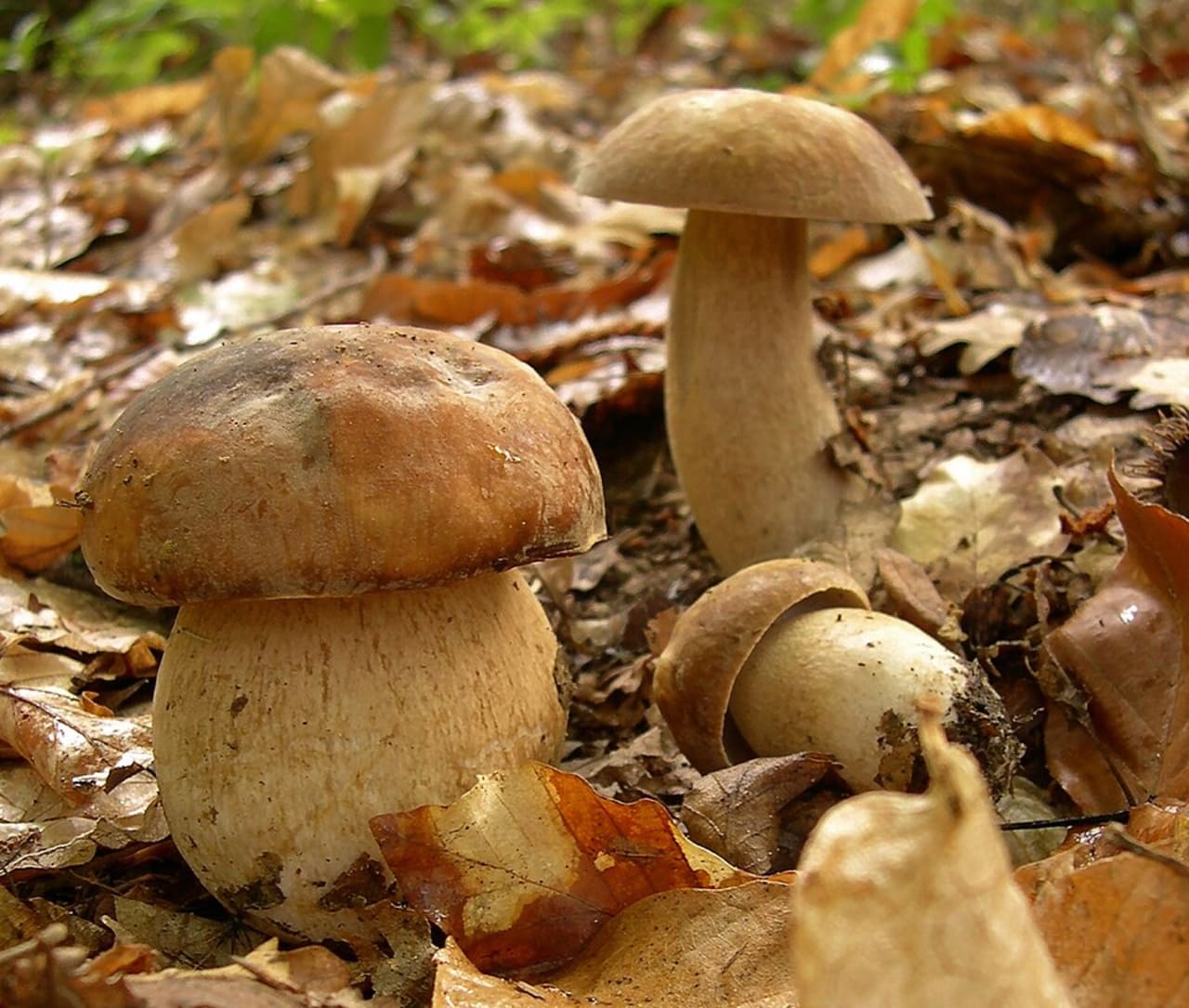 Cèpe d'été (Boletus reticulatus)