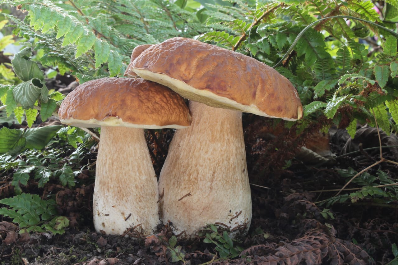 Cèpe de Bordeaux (Boletus edulis)