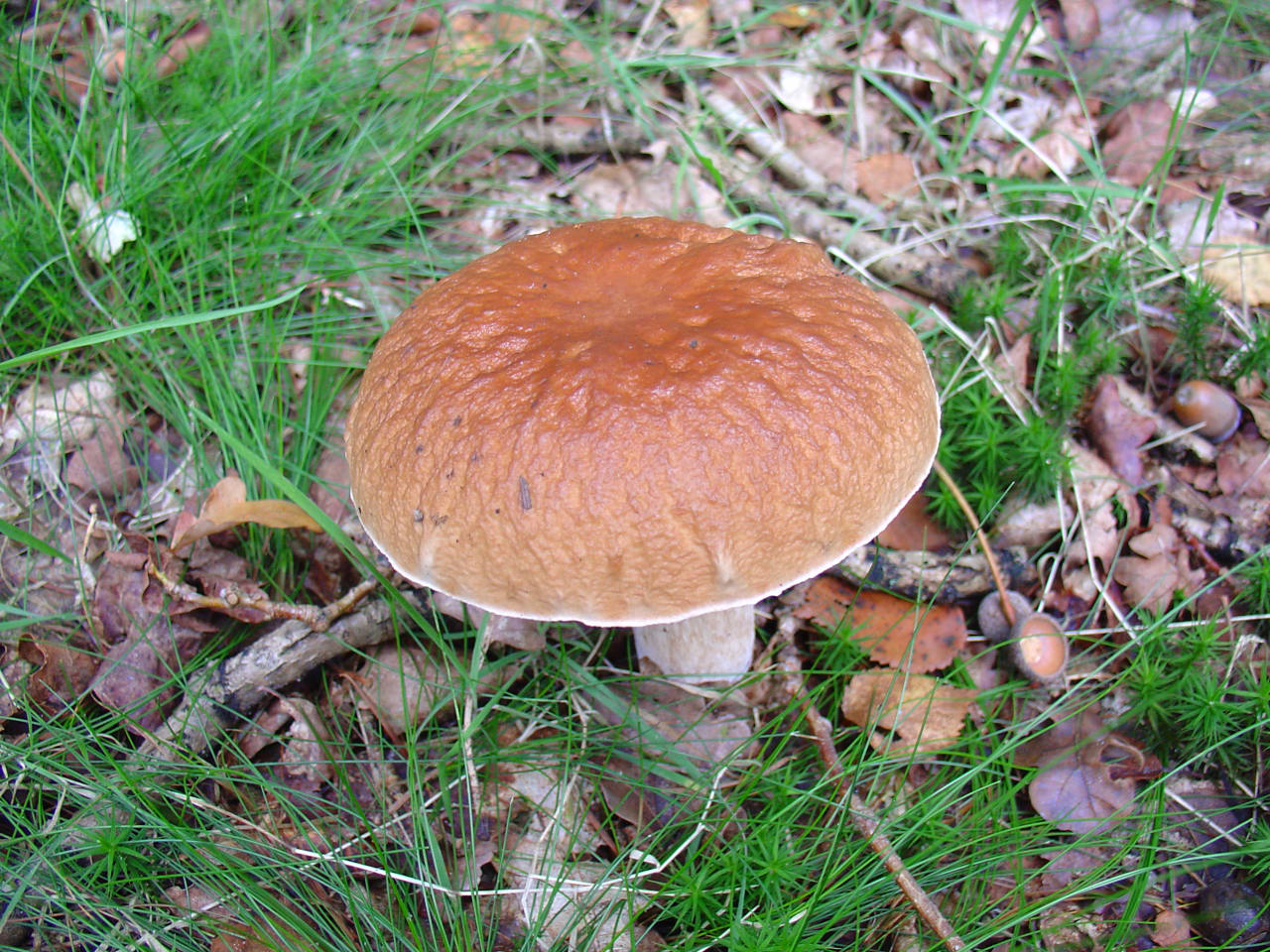 Cèpe de Bordeaux (Boletus edulis)