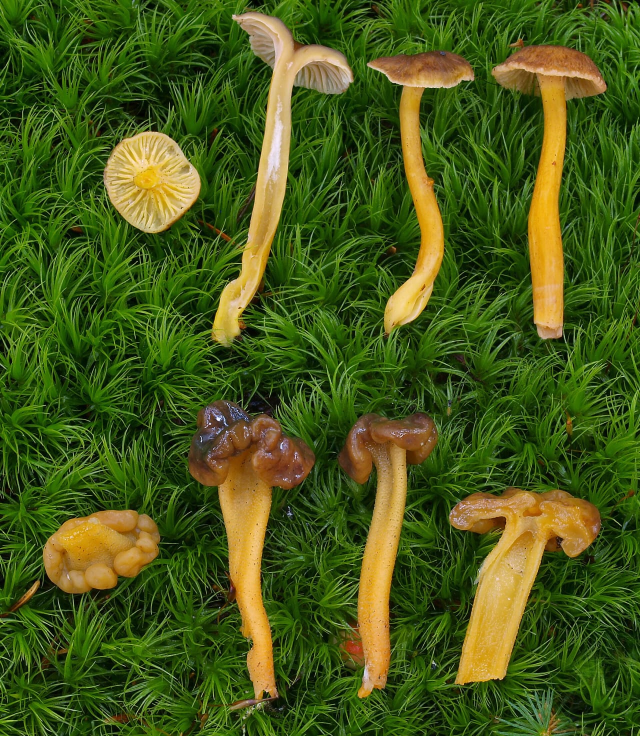 Chanterelle en tube (Craterellus tubaeformis)