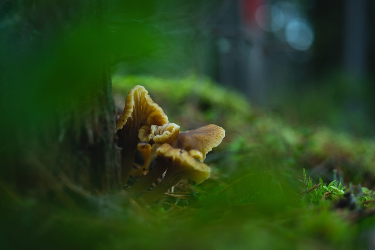 Chanterelle en tube (Craterellus tubaeformis)
