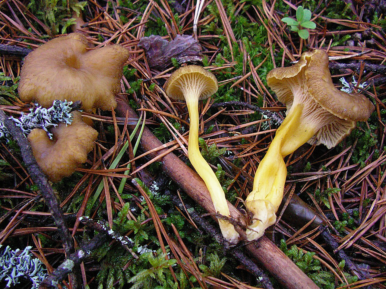 Carpophores en place, pied jaune creux et chapeau brun grisâtre