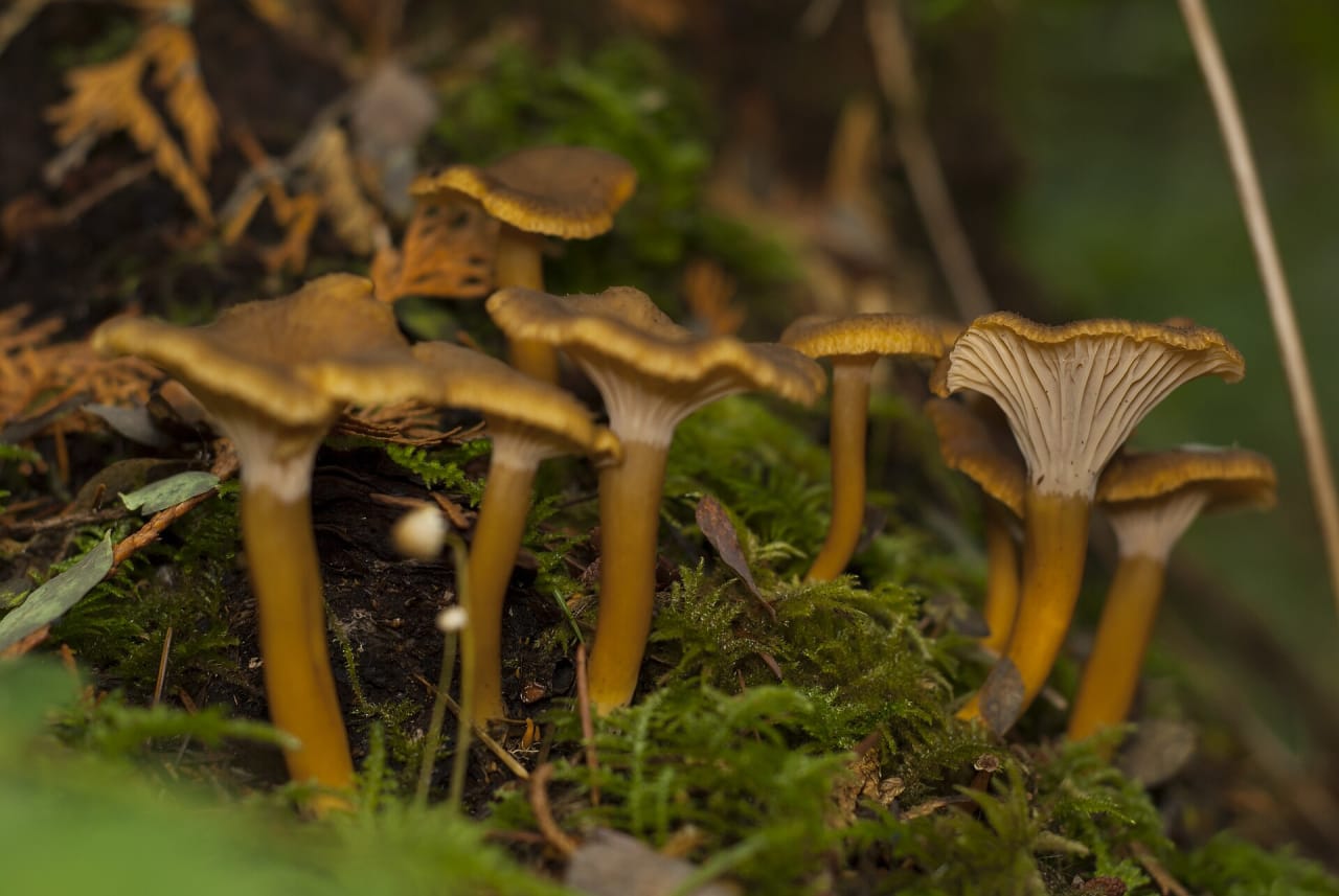 Chanterelle jaunissante (Craterellus lutescens)