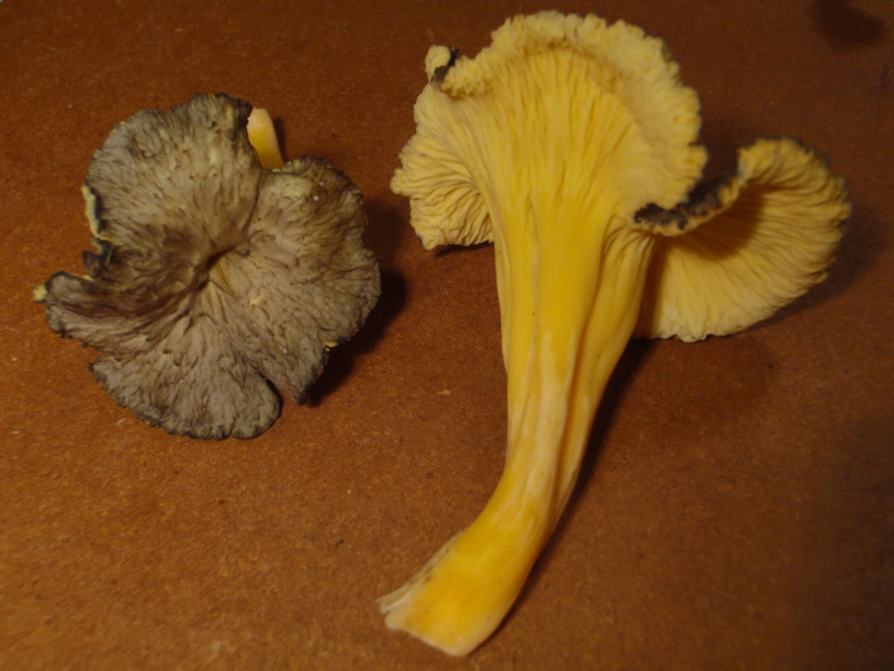 Chanterelle jaunissante (Craterellus lutescens)