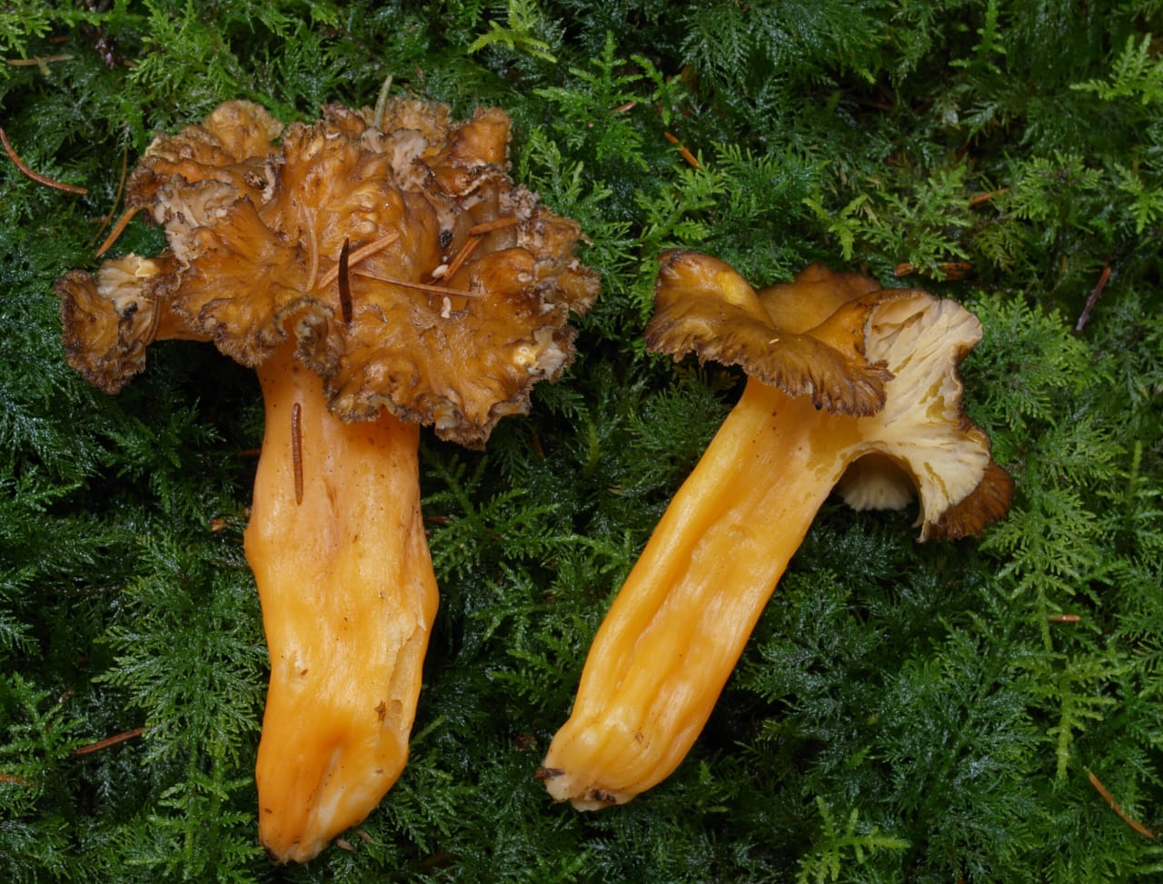 Deux exemplaires couchés sur la mousse : pied jaune orangé vif, aplati et creux, et hyménium presque lisse sous le chapeau en entonnoir