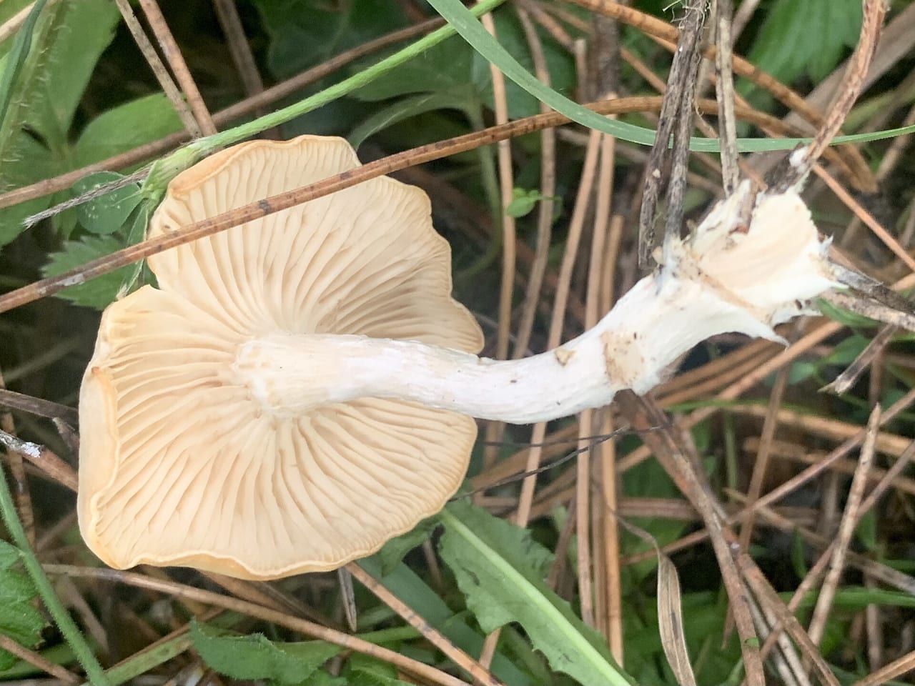 Clitocybe blanchi (Clitocybe rivulosa)