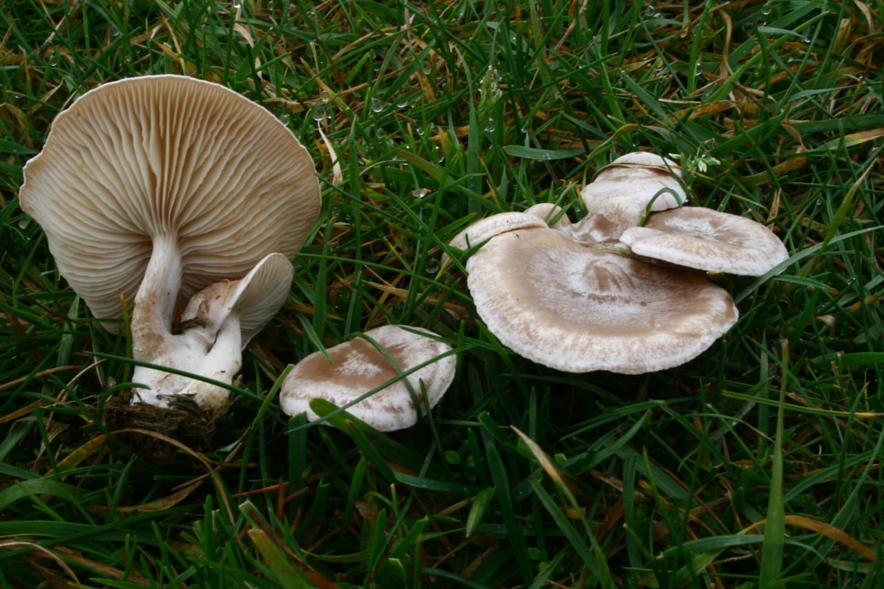 Clitocybe blanchi (Clitocybe rivulosa)