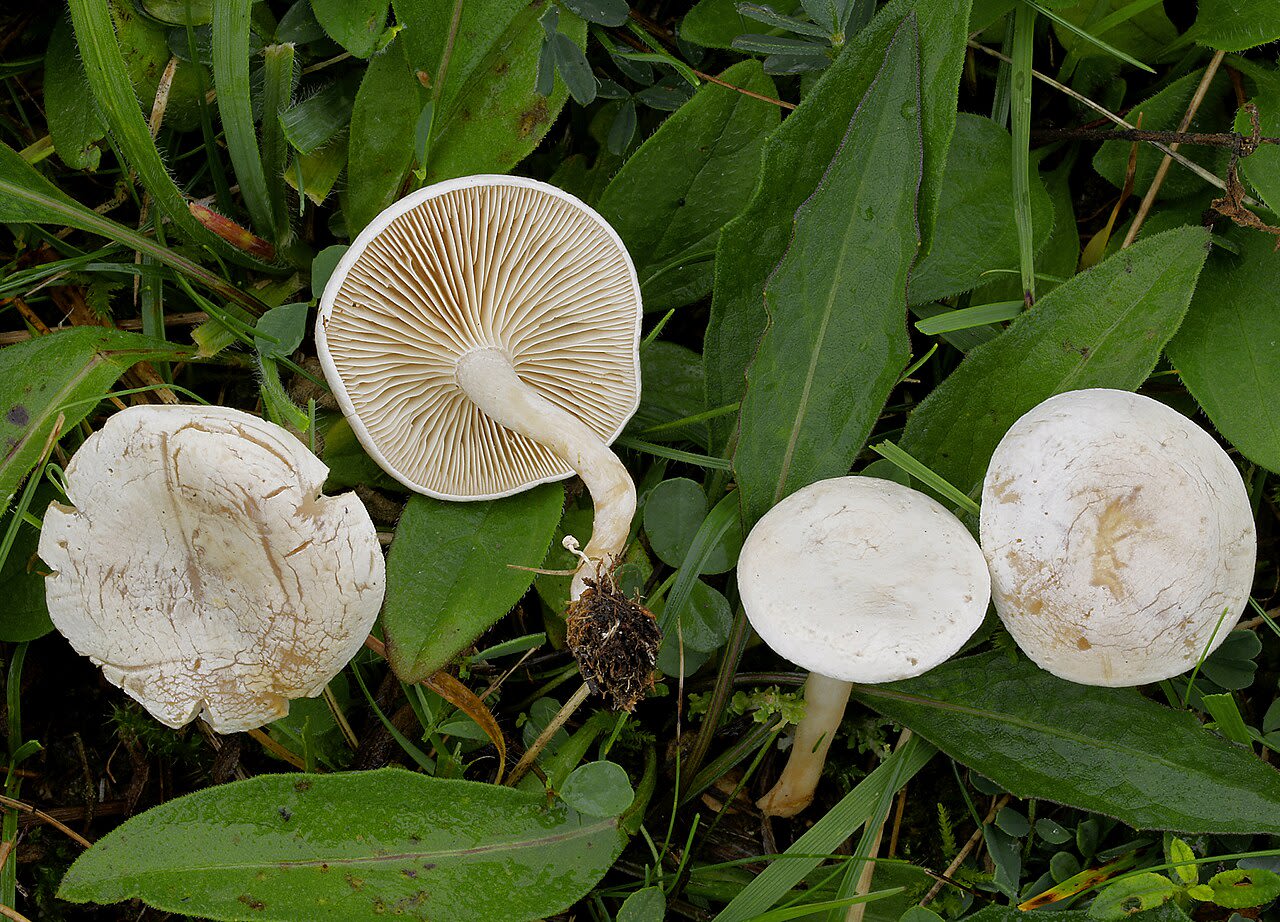 Carpophores en place dans l'herbe, chapeaux blancs déprimés au centre