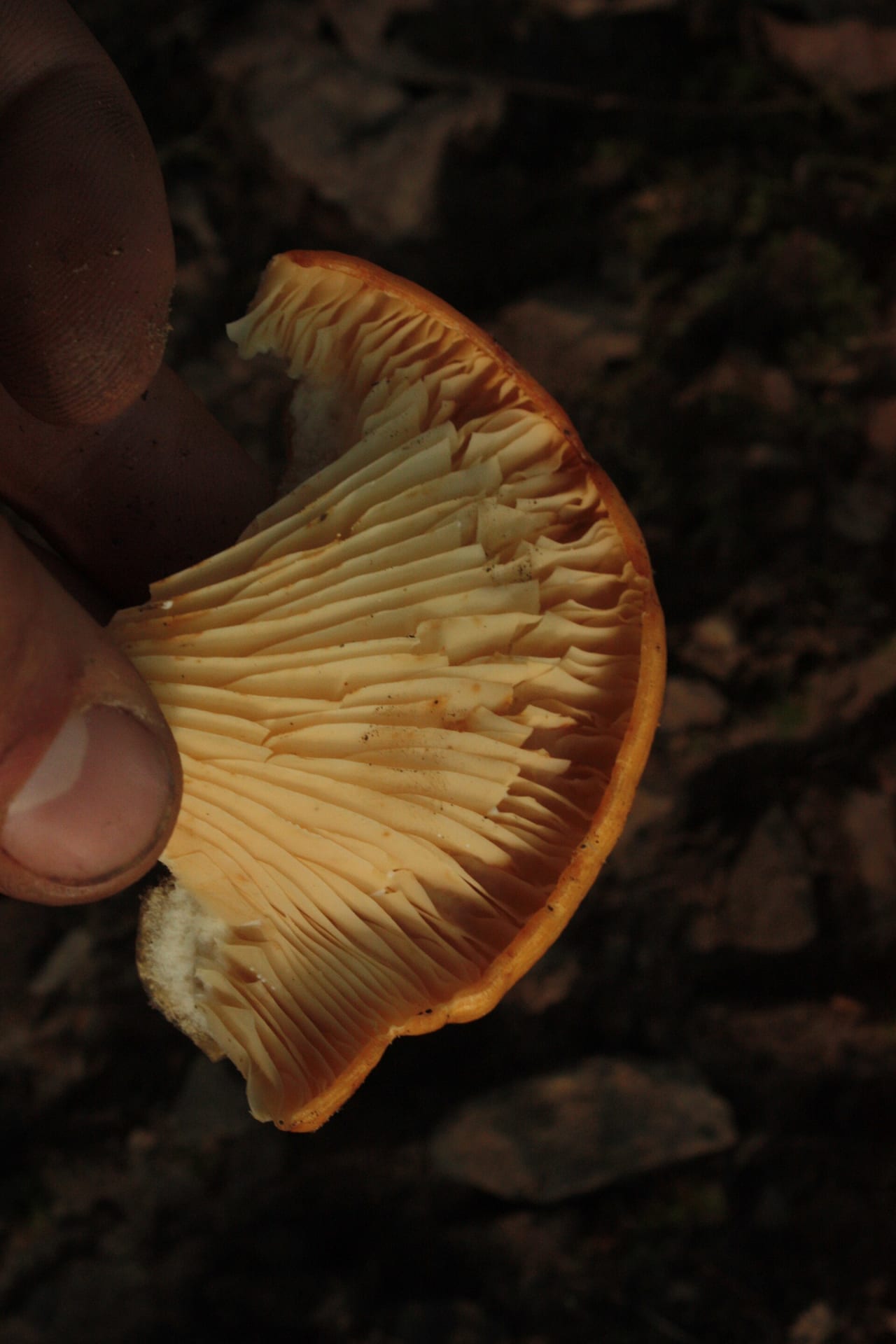 Clitocybe de l'olivier (Omphalotus olearius)