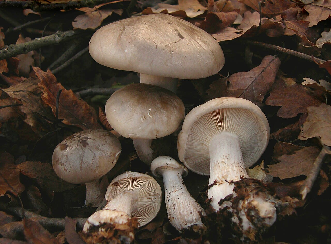 Carpophores en place, chapeaux gris et lames décurrentes