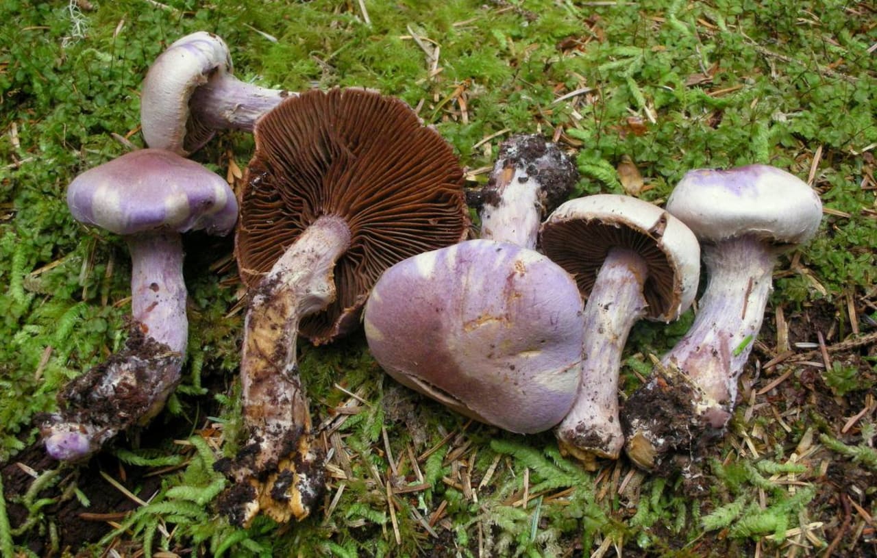 Cortinaire à odeur de poire (Cortinarius traganus)