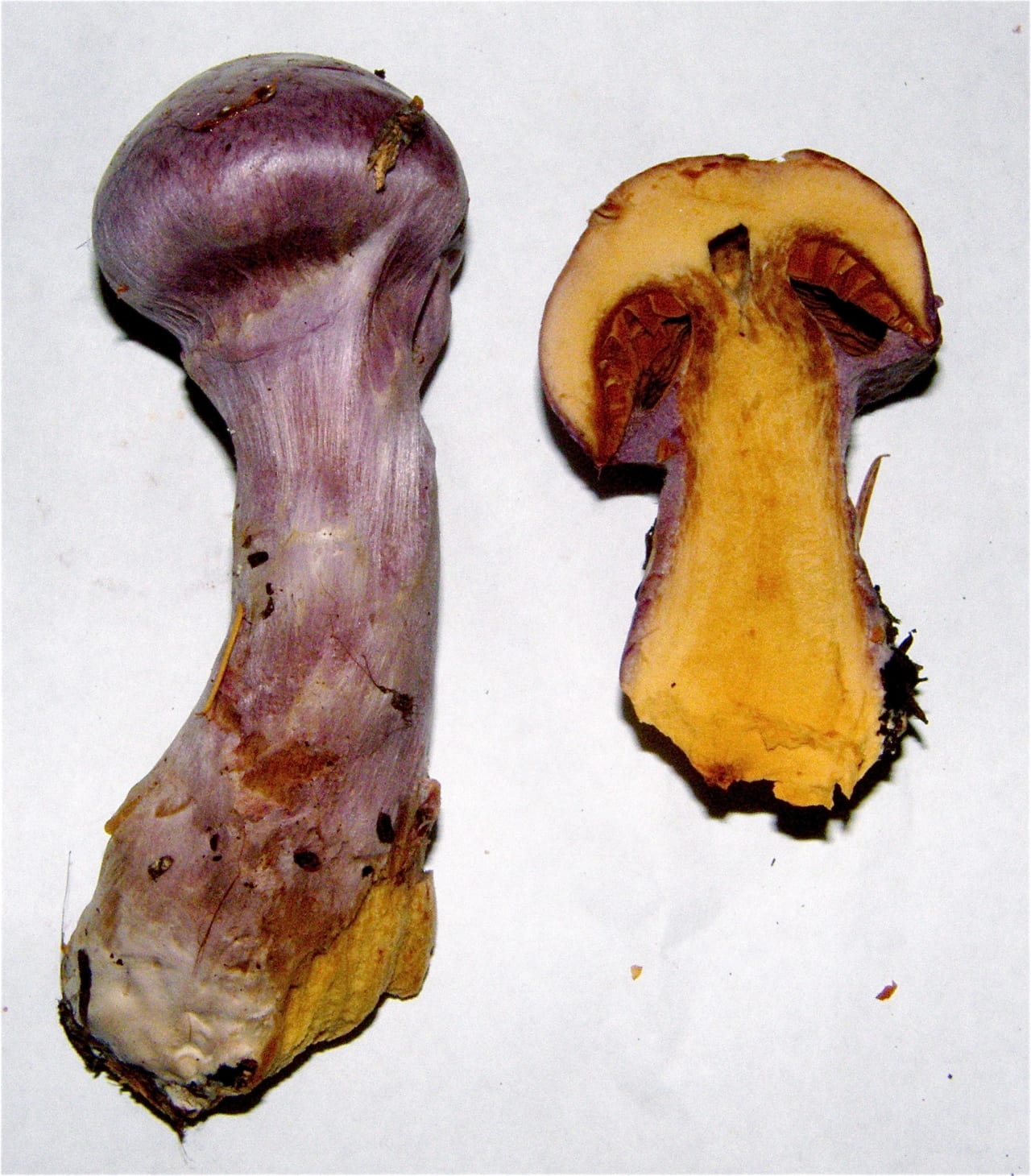 Cortinaire à odeur de poire (Cortinarius traganus)
