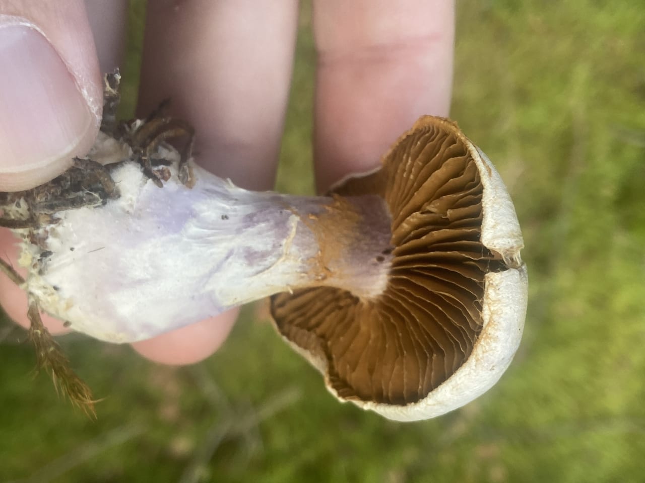 Exemplaire retourné : le pied lilas contraste avec des lames déjà brun ocre, le caractère qui l'écarte du pied-bleu