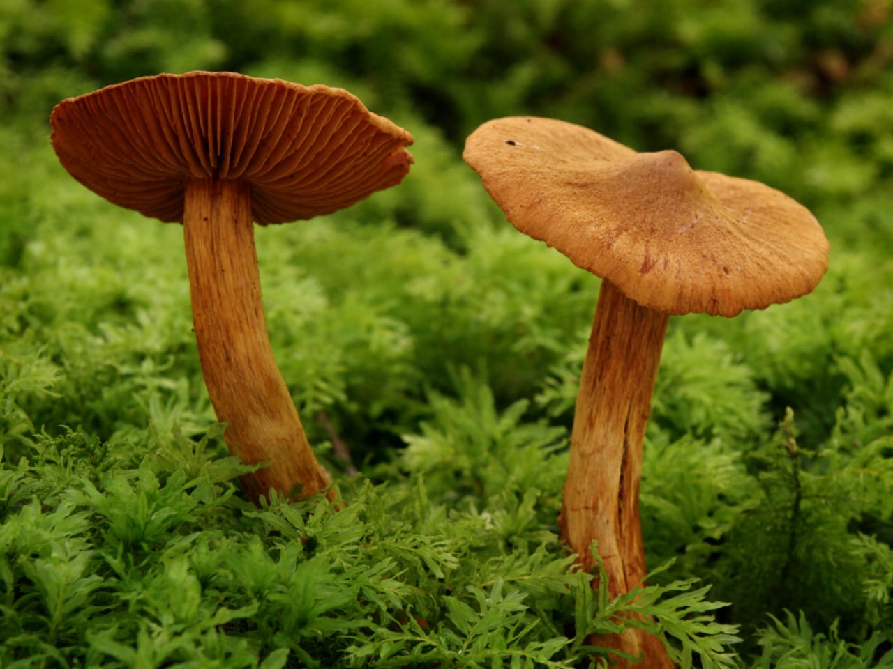 Deux carpophores dans la mousse : à gauche les lames espacées couleur cannelle, à droite le chapeau mamelonné brun roux