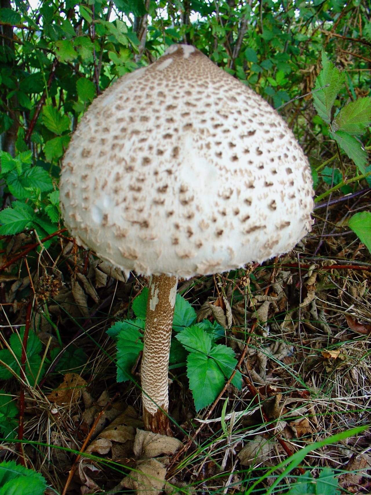 Coulemelle (Macrolepiota procera)