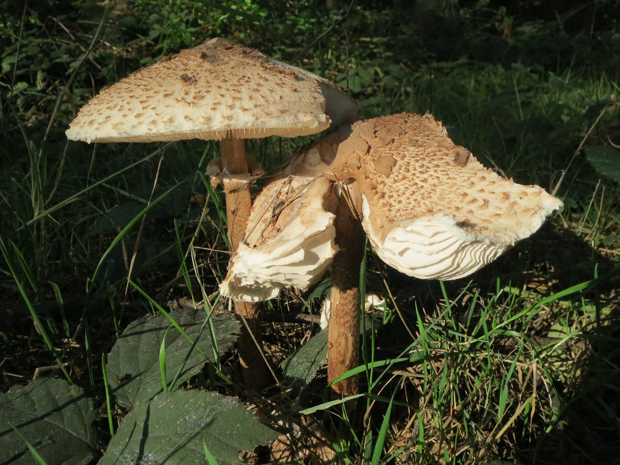 Coulemelle (Macrolepiota procera)