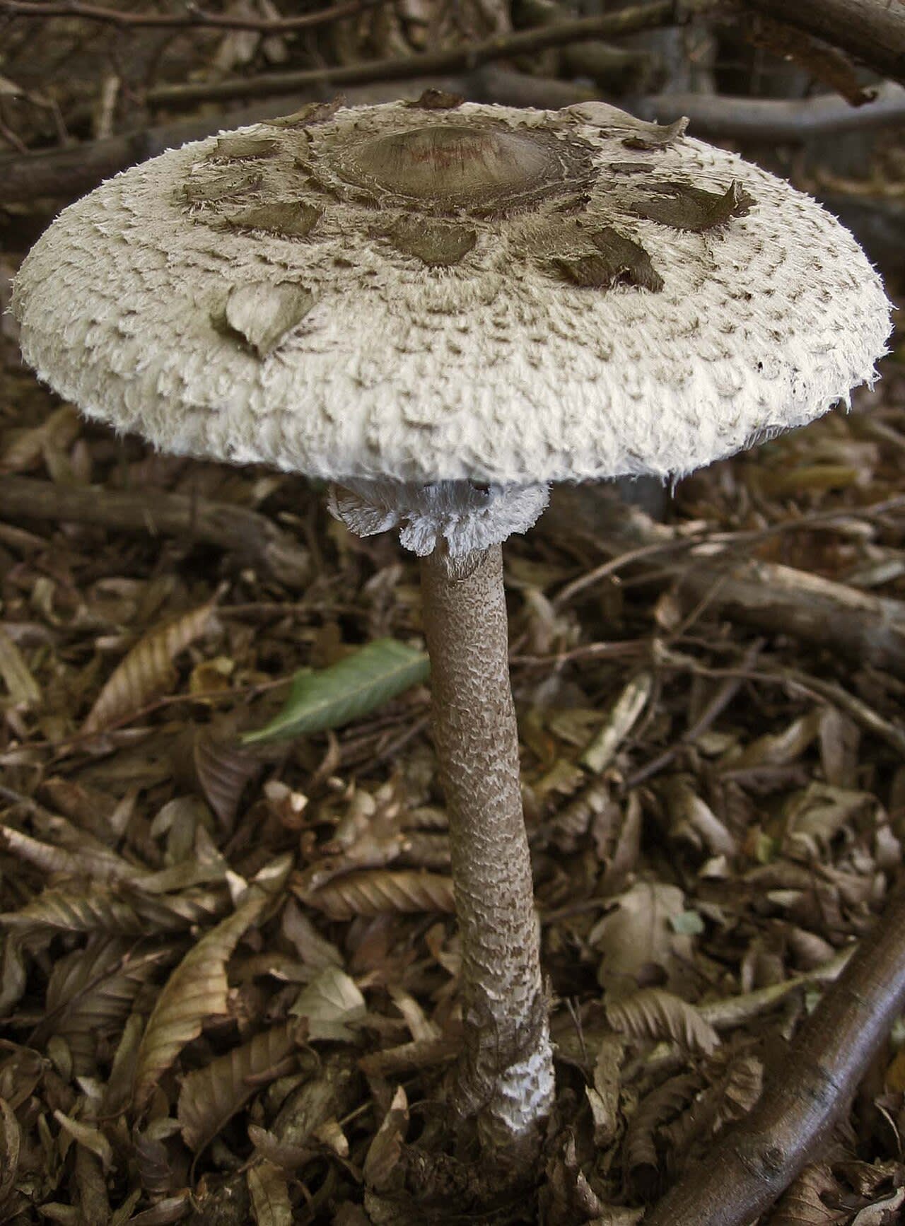 Carpophore adulte, chapeau étalé en parasol et pied élancé