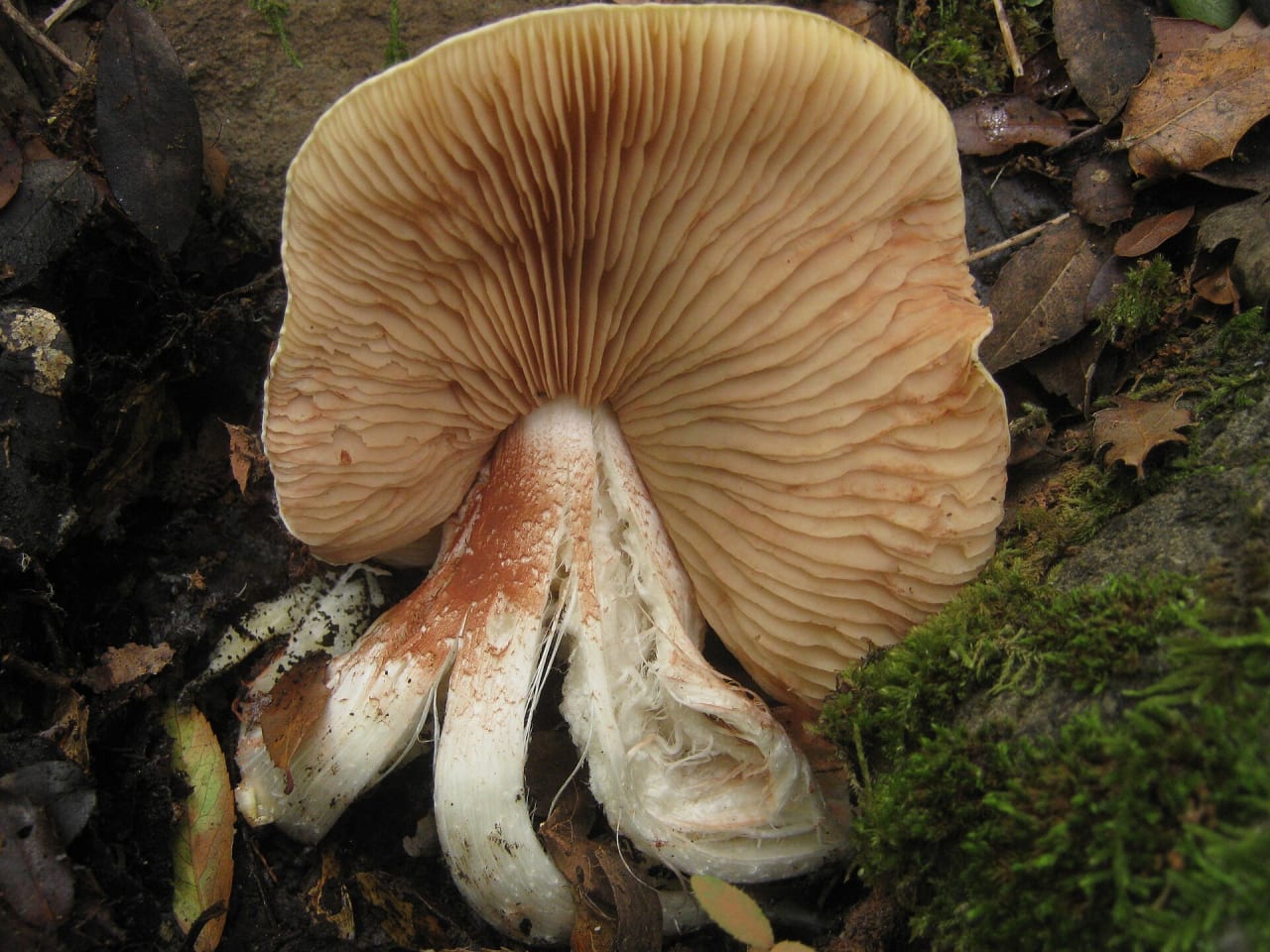 Entolome livide (Entoloma sinuatum)