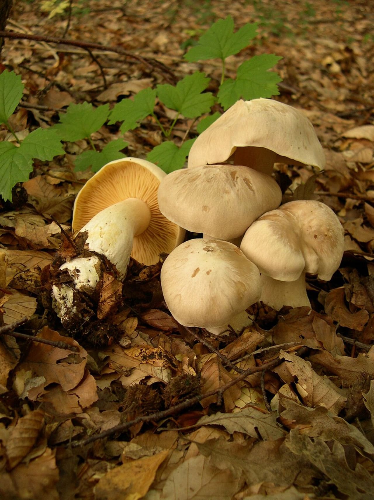 Entolome livide (Entoloma sinuatum)