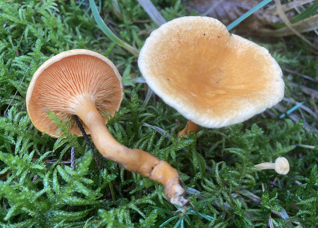 Carpophore en place, lames fines et serrées d'un orange vif