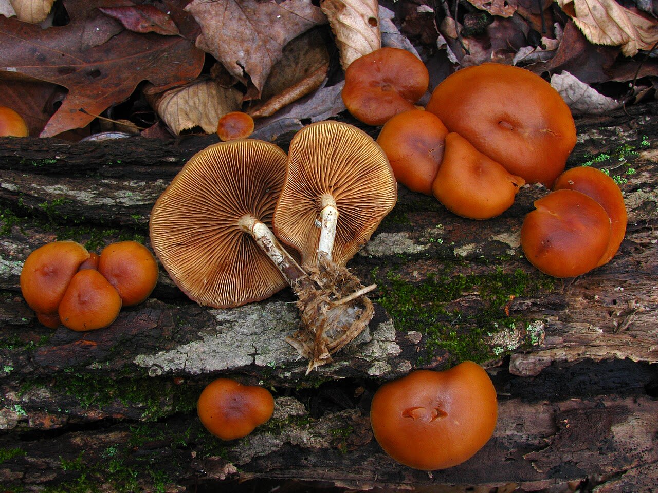Carpophores sur bois mort, pied non squamuleux sous l'anneau