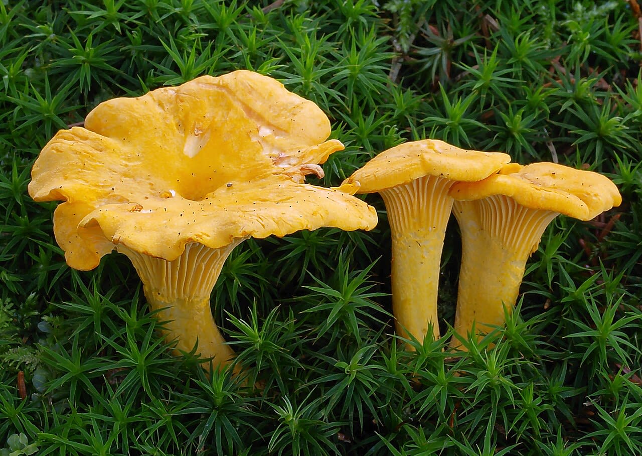 Carpophores en place, plis décurrents visibles sous le chapeau