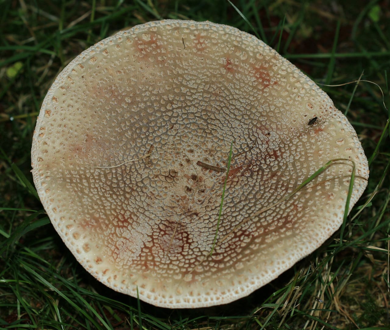 Golmotte (Amanita rubescens)