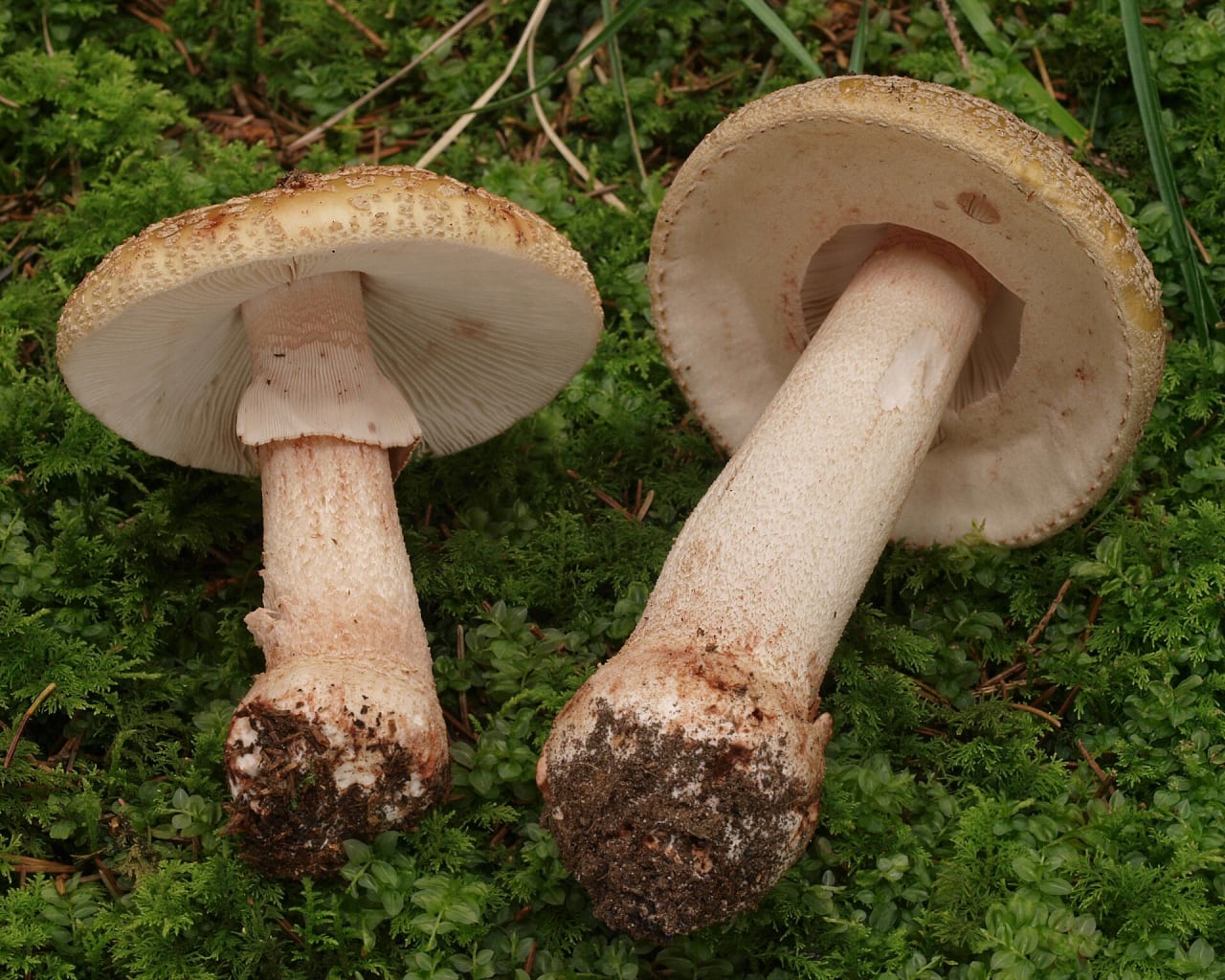 Golmotte (Amanita rubescens)