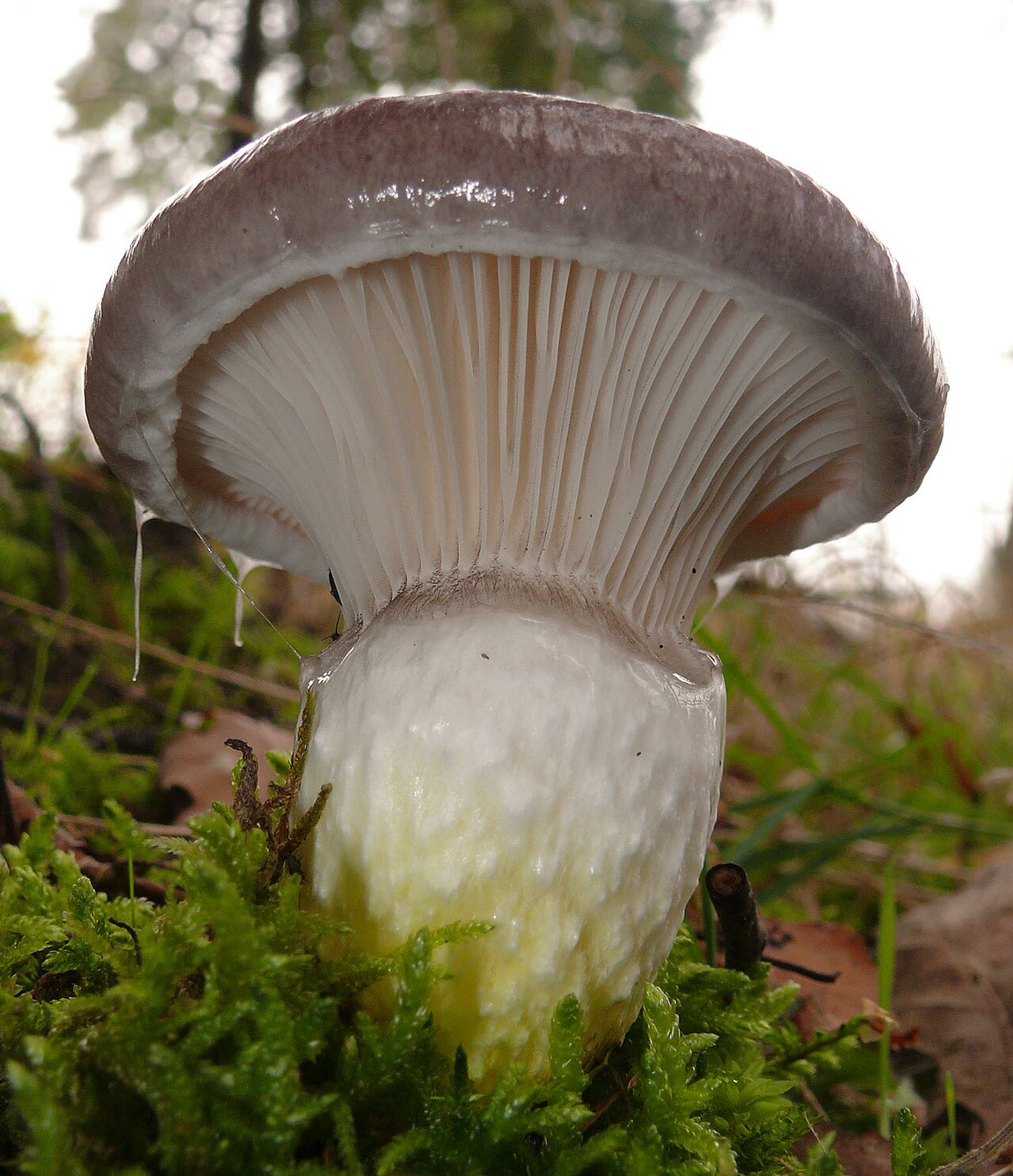 Gomphide glutineux (Gomphidius glutinosus)