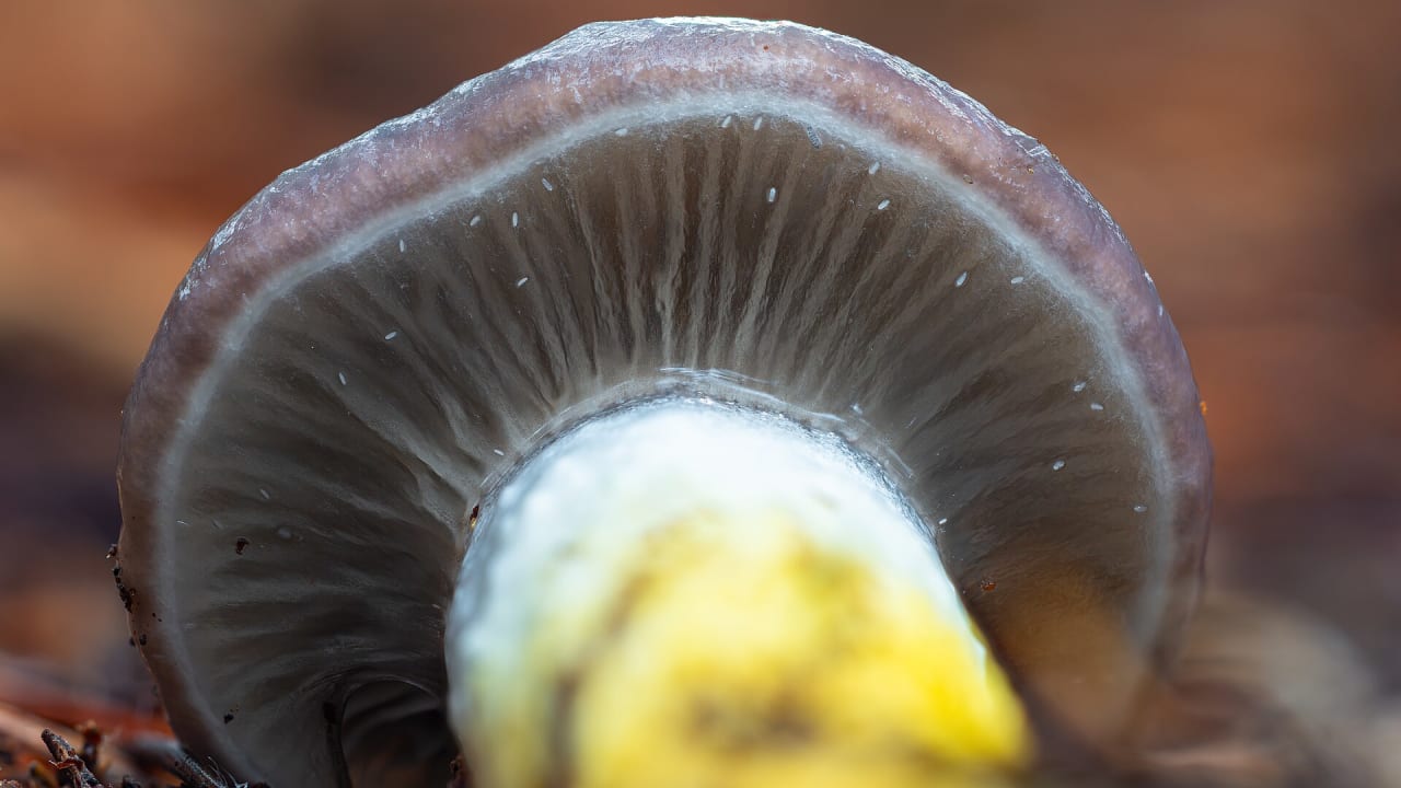 Gomphide glutineux (Gomphidius glutinosus)